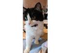 Adopt Cece a Black & White or Tuxedo Scottish Fold / Mixed (long coat) cat in