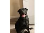 Adopt Rylo a Black American Pit Bull Terrier / Mixed dog in Jonesboro