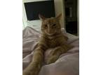 Adopt Felix a Orange or Red Domestic Mediumhair / Mixed (medium coat) cat in San