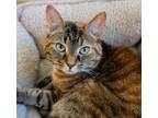 Adopt Autumn a Domestic Shorthair / Mixed cat in Birdsboro, PA (41513893)