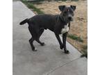Adopt Bruno a Gray/Blue/Silver/Salt & Pepper American Pit Bull Terrier / Mixed