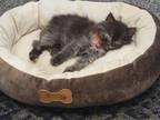 Adopt Loona a Domestic Longhair / Mixed (long coat) cat in Angola, IN (41513937)