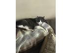 Adopt Smokey a Gray or Blue (Mostly) British Shorthair / Mixed (medium coat) cat