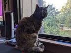 Adopt Pickles a Tortoiseshell Tabby / Mixed (short coat) cat in Reston