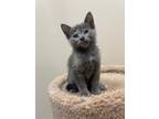 Adopt Loretta a Gray or Blue (Mostly) Domestic Shorthair (short coat) cat in