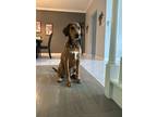 Adopt Victini a Tan/Yellow/Fawn - with Black Redbone Coonhound / Mixed dog in