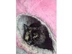 Adopt Holly a Domestic Mediumhair cat in Roanoke, VA (41513918)