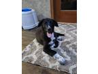 Adopt Sally a Black - with White Great Pyrenees / Border Collie / Mixed dog in