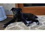Adopt Jack a Black - with White Border Collie / Great Pyrenees / Mixed dog in