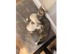 Adopt Miss Kitty a Brown Tabby American Shorthair / Mixed (short coat) cat in