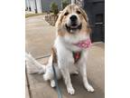 Adopt Stella a White - with Brown or Chocolate Great Pyrenees / Mixed dog in