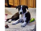 Adopt Bruno a Black - with White Border Collie / Great Pyrenees / Mixed dog in