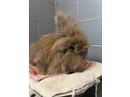 Adopt Fluffernutter a Lionhead / Mixed rabbit in Orillia, ON (41513895)