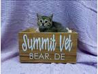 Adopt Sienna a Tortoiseshell Tabby (short coat) cat in Bear, DE (41513848)