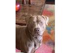 Adopt ROCKY a Tan/Yellow/Fawn American Pit Bull Terrier / Mixed dog in Canton