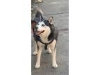 Adopt Nova a Black - with White Husky / Mixed dog in Calumet City, IL (41513810)