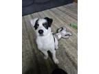 Adopt Dale a Australian Cattle Dog / Mixed dog in Garden City, NY (41513731)
