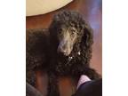 Adopt Mocha a Black Poodle (Standard) / Mixed dog in North Chicago