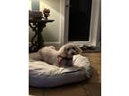 Adopt Luna a White Labradoodle / Mixed dog in Miami, FL (41513721)