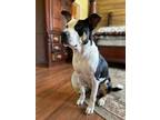 Adopt Roscoe a Black - with White American Pit Bull Terrier / Boxer / Mixed dog