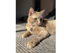Adopt Murdock a Orange or Red Domestic Shorthair / Mixed (short coat) cat in