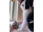 Adopt Nala a Black & White or Tuxedo American Shorthair / Mixed (short coat) cat