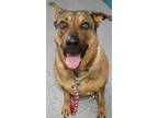 Adopt Karma a German Shepherd Dog / Mixed dog in Sandusky, OH (41513752)