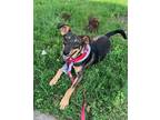 Adopt Brownie G a Shepherd (Unknown Type) dog in Fairfax Station, VA (41513750)