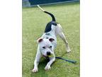 Adopt Axel a White - with Black American Staffordshire Terrier / Mixed dog in