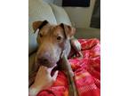 Adopt Roscoe a Tan/Yellow/Fawn Shar Pei / Mixed dog in Lawrence, KS (41482831)