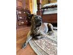 Adopt Chop a Brindle Plott Hound / Boxer / Mixed dog in Fayetteville