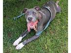 Adopt Jewel a Labrador Retriever / Mixed dog in Darlington, SC (41513699)