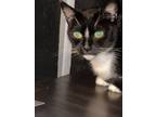 Adopt Myrtle a Black & White or Tuxedo Turkish Angora / Mixed (medium coat) cat