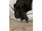 Adopt Dobie a Black - with White Labrador Retriever / Doberman Pinscher / Mixed