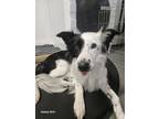 Adopt Lua a Black - with White Border Collie / Mixed dog in Garden Grove