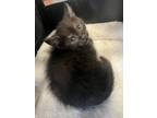 Adopt Kitty a Brown or Chocolate Domestic Mediumhair / Mixed (medium coat) cat