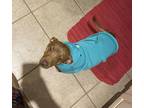 Adopt Jasmine a Brown/Chocolate Chiweenie / Mixed dog in Fort Worth