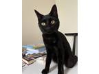 Adopt Nyx a Black (Mostly) American Shorthair / Mixed (short coat) cat in