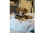 Adopt Chloe a Tricolor (Tan/Brown & Black & White) Beagle / German Shepherd Dog