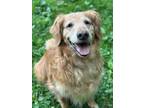 Adopt Molly a Red/Golden/Orange/Chestnut Golden Retriever / Mixed dog in