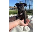 Adopt Poppy a Black - with White Terrier (Unknown Type, Small) / Mixed dog in