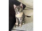Adopt Monica a Tortoiseshell Domestic Shorthair / Mixed cat in ROWLETT