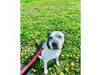 Adopt Patches a Brindle American Staffordshire Terrier / American Pit Bull
