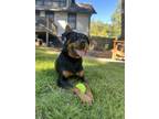 Adopt Aria a Black - with Tan, Yellow or Fawn Rottweiler / Mixed dog in Atlanta