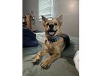 Adopt Bandit a Black - with Tan, Yellow or Fawn Mutt / Mixed dog in