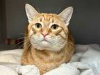 Adopt Sir Tom a Domestic Shorthair / Mixed cat in New York, NY (41513562)