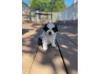 Adopt Cannoli a White Shih Tzu dog in Berkeley Heights, NJ (41513534)
