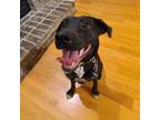 Adopt Jill a Black Labrador Retriever / Mixed dog in Ofallon, MO (41501320)