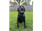 Adopt Duke a Black Labrador Retriever / Newfoundland / Mixed dog in
