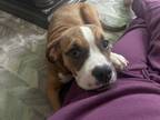 Adopt Pandora a Tan/Yellow/Fawn - with White American Pit Bull Terrier / English